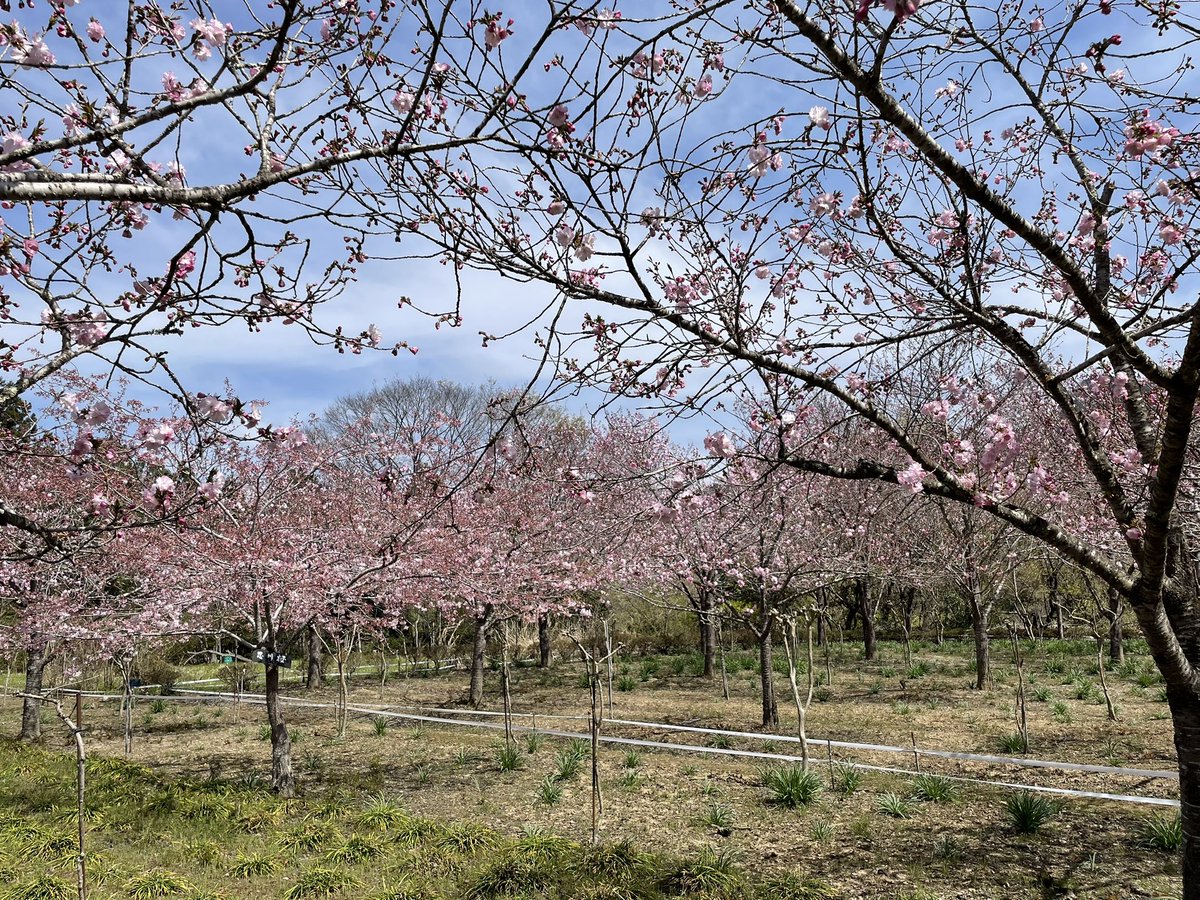 深山の花園　八重桜 4/13（土）13時撮影 秩父市荒川エリア、深山の花園の八重桜がキレイに咲いてきました🌸現在、全体的に3分咲きほどでしょうか💡 気温が急に上がるため、来週初めには見頃になりそうです！ 詳細や開花状況は、秩父観光なびをご覧ください！ navi.city.chichibu.lg.jp/p_flower/20504/