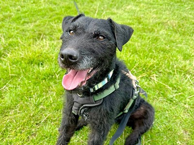 Please retweet to help Brock find a home #CWMBRAN #MONMOUTHSHIRE #WALES #UK 🔷FOR ADOPTION, REGISTERED BRITISH CHARITY🔷 'Brock has come from a bit of a poor background, where he was used for breeding and baiting in the earlier stages of his life. He has been in our kennels for…