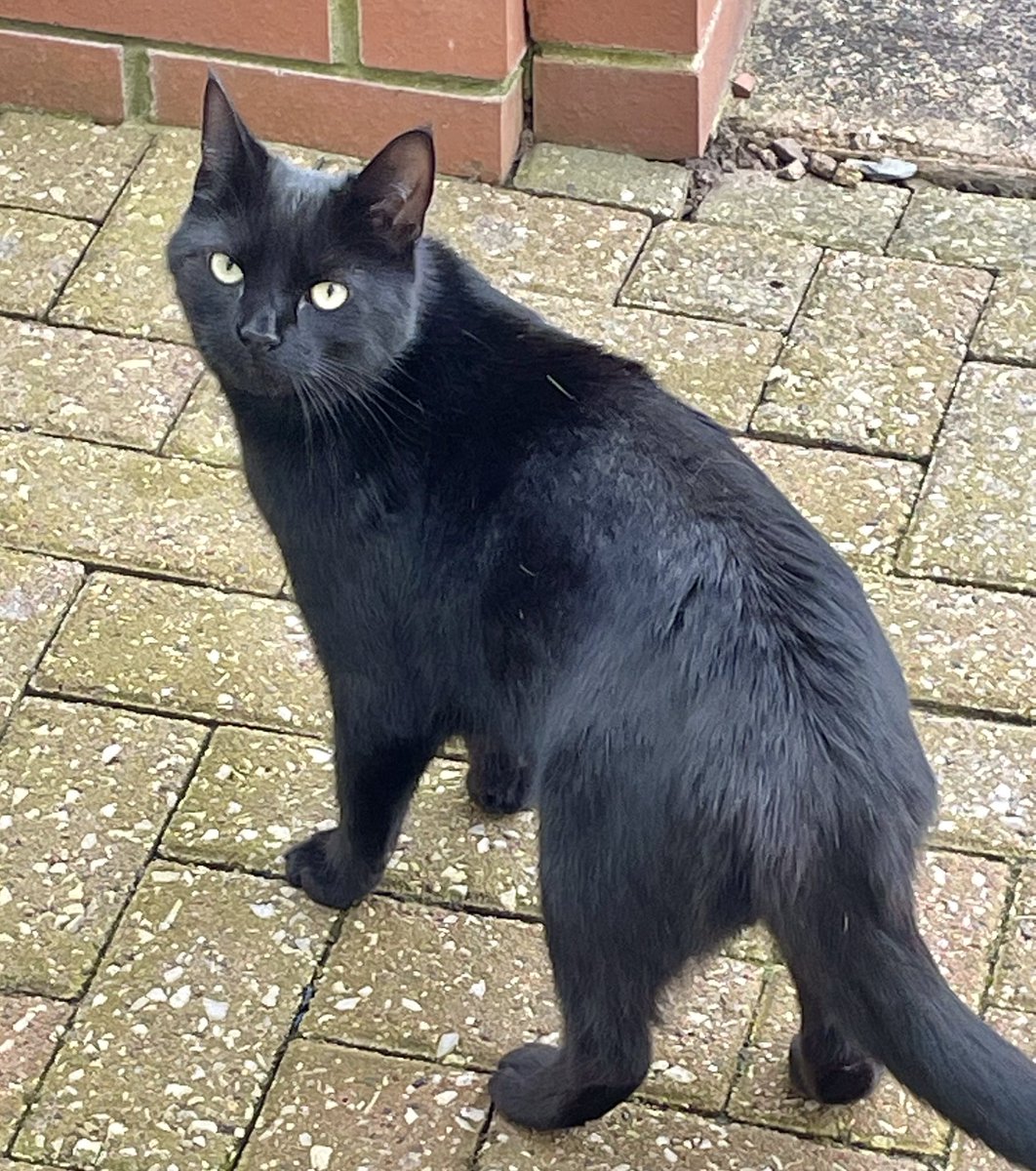 Good morning……Happy Caturday 😻 It’s me, Jet, Lenny’s hoom’s neighbour’s boy cat 🐈‍⬛ Thought I’d check out her garden to make sure it’s all ok. She gave me a big fuss 😽 I’m a panfur…..am I handsome? Lenny’s hoom thinks so! #Hedgewatch #Panfur #Caturday #CatsOnTwitter