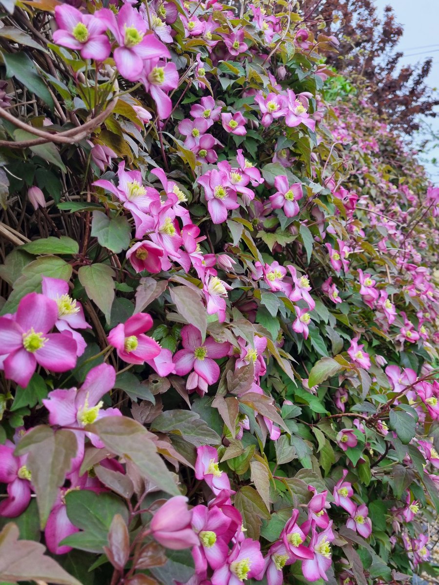 Monring 🌞

Clematis montana var. rubens 'Tetrarose' making moves on me 

#horticulture #GardenersWorld