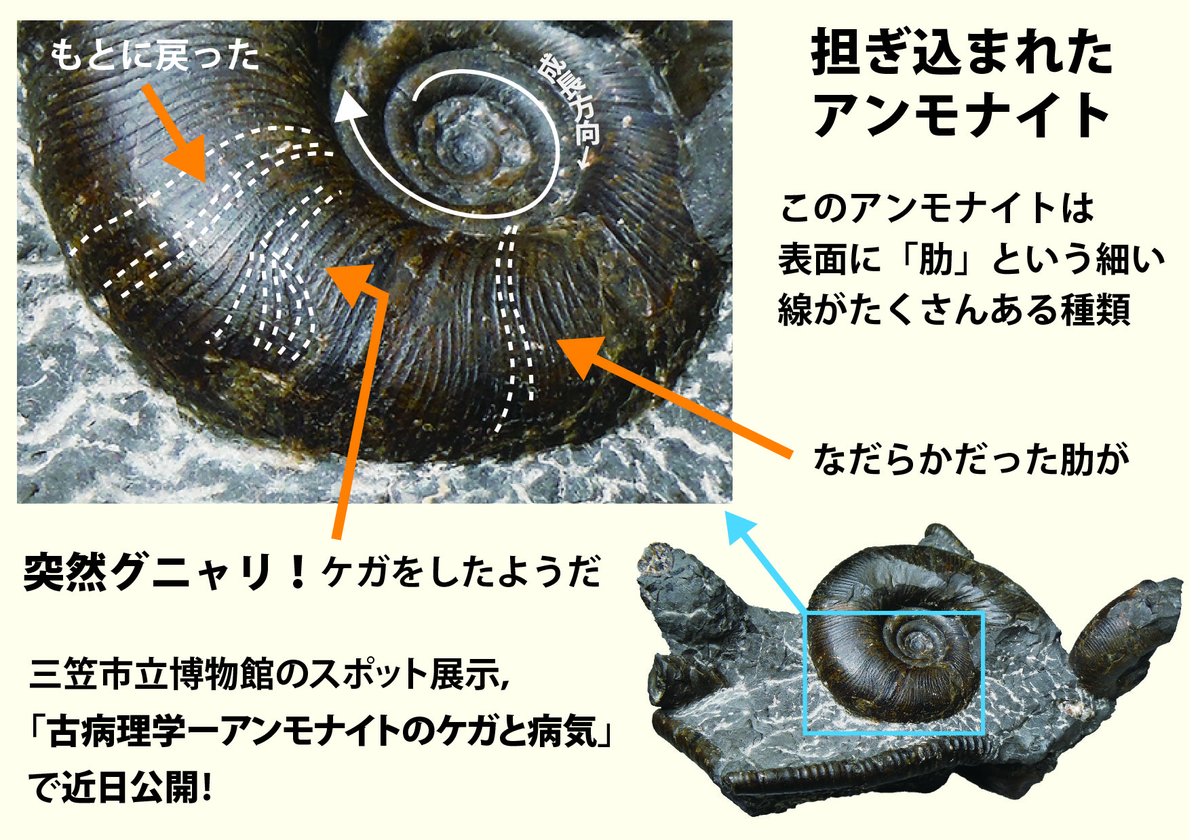 怪我人が怪我人を呼ぶ？！ 三笠市博は只今，怪我や病気をした化石を