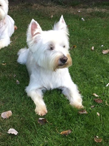 Our little angel would have been 13 today. She went far too soon almost 18 months ago. No doubt she’s ruling the roost 🌈💔 #Westie #dogsoftwitter #OTRB