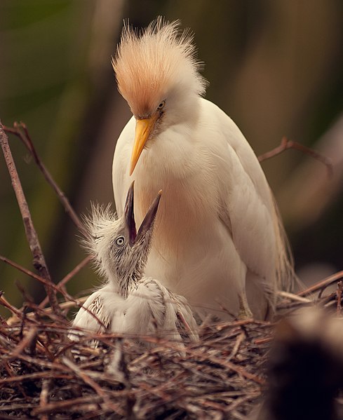 Eastern Cattle Egret
#birds #birdwatching #NaturePhotography #wildlifephotography