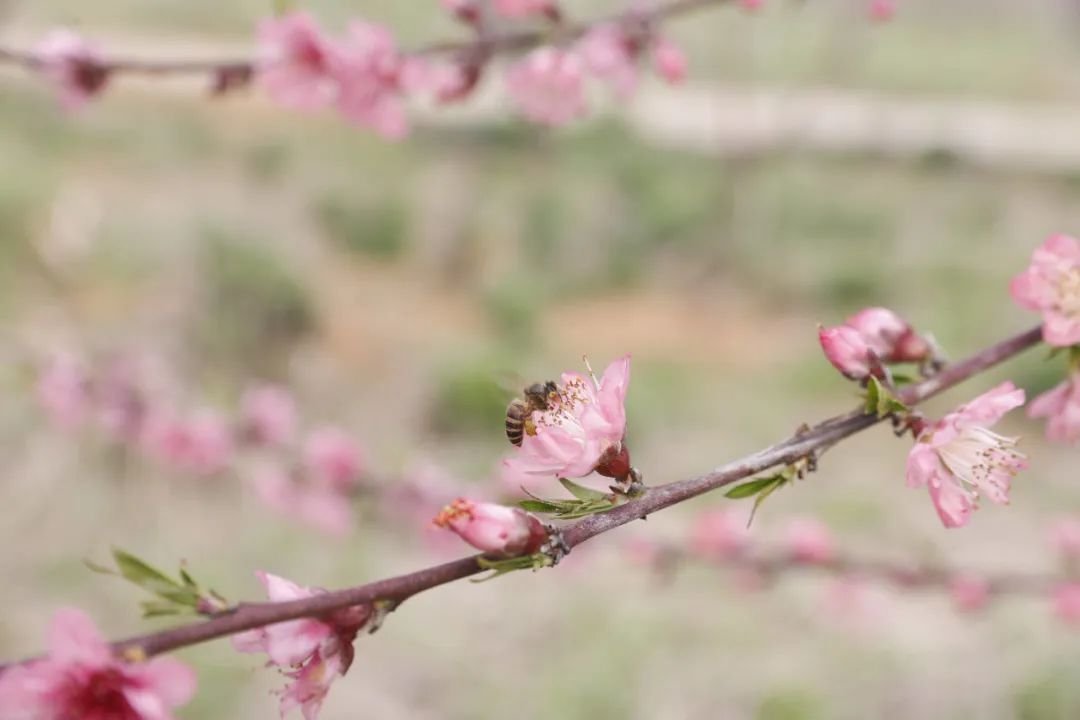 In Jinqiao Orchard in Jinqiao Township, Xinjian District, Nanchang City of east China’s Jiangxi Province, peach flowers covering an area of more than one hundred mu (1 mu ≈ 666.67㎡) are in full bloom.