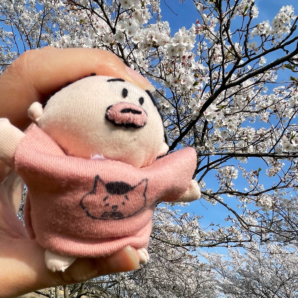 miimi0831's tweet photo. 春🌸爛漫ピョン！！ https://t.co/2sXOawpkn8