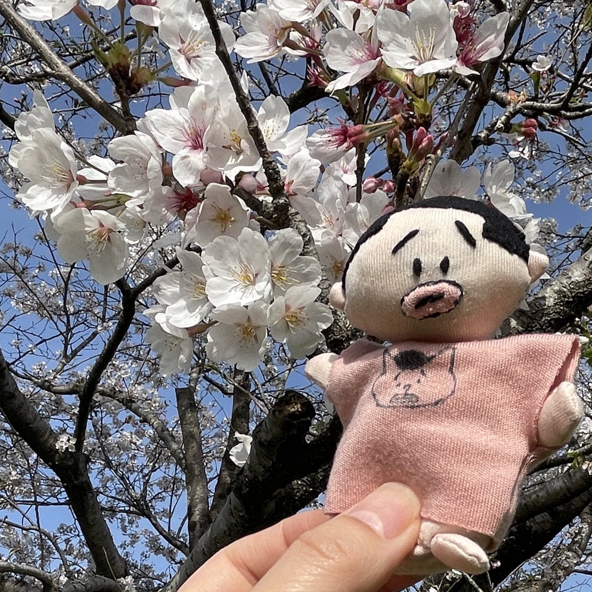 miimi0831's tweet photo. 春🌸爛漫ピョン！！ https://t.co/2sXOawpkn8