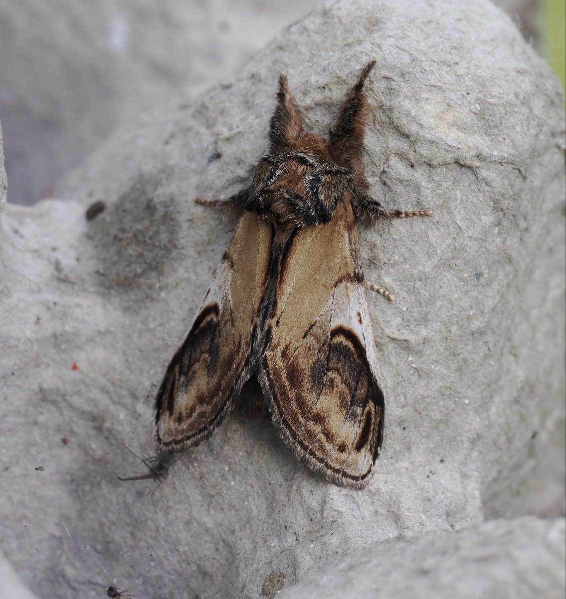 A very early Poplar Hawk-moth this morning, along with pristine Lunar Marbled Brown and Pebble Prominent