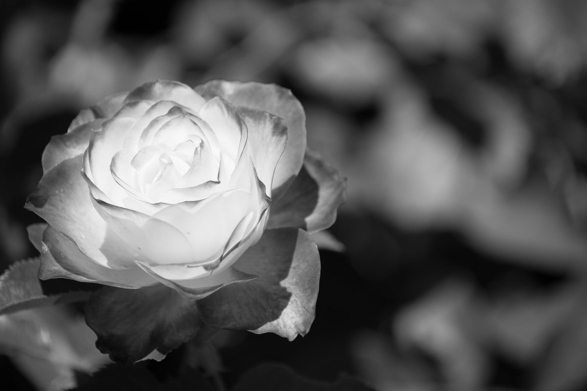 jdata17's tweet image. #LightARMY.
SHINE
ON