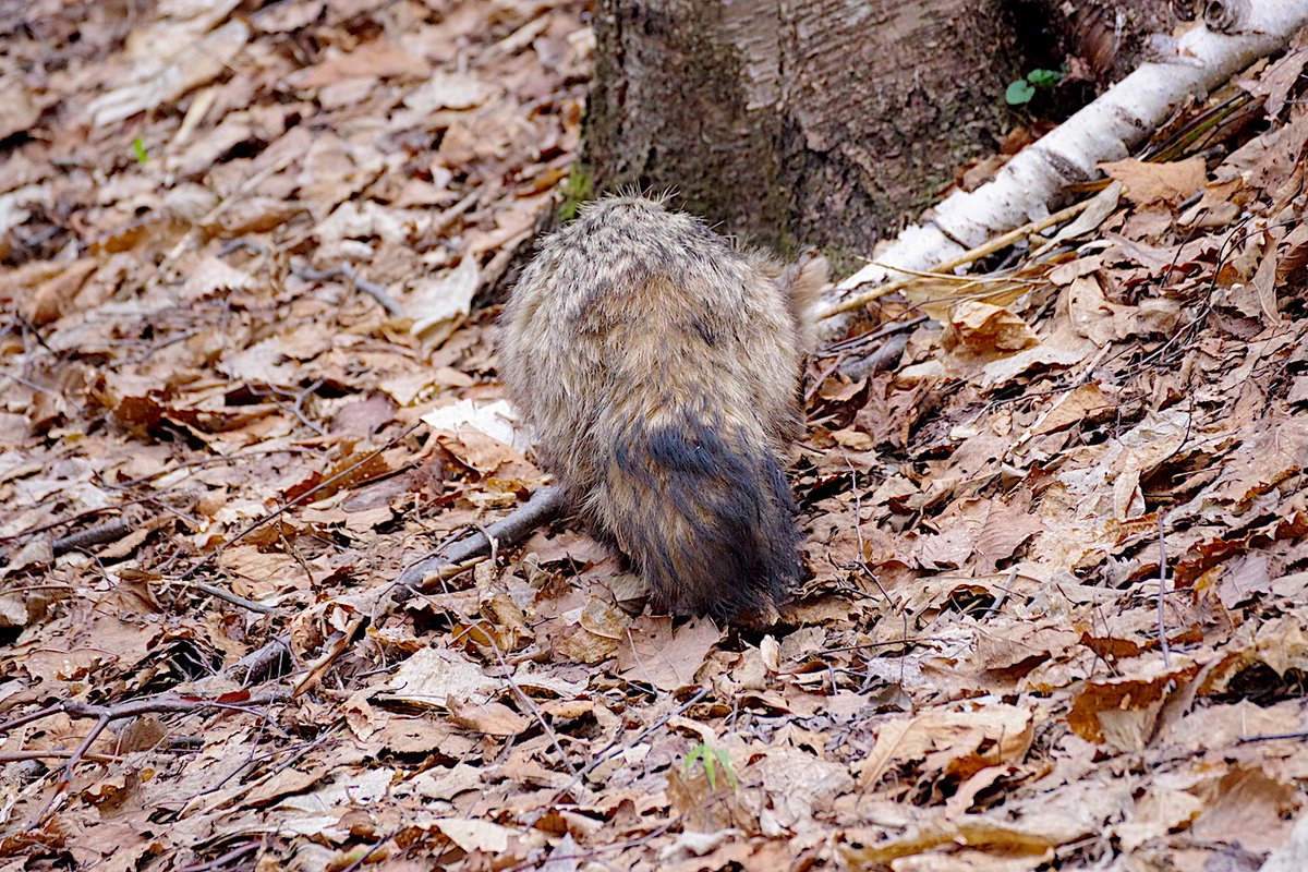 1日1たぬき　2024/4/13
#世界よこれがエゾタヌキだ 
#エゾタヌキ #野生動物 #札幌市 #animals 
毛羽毛現！？