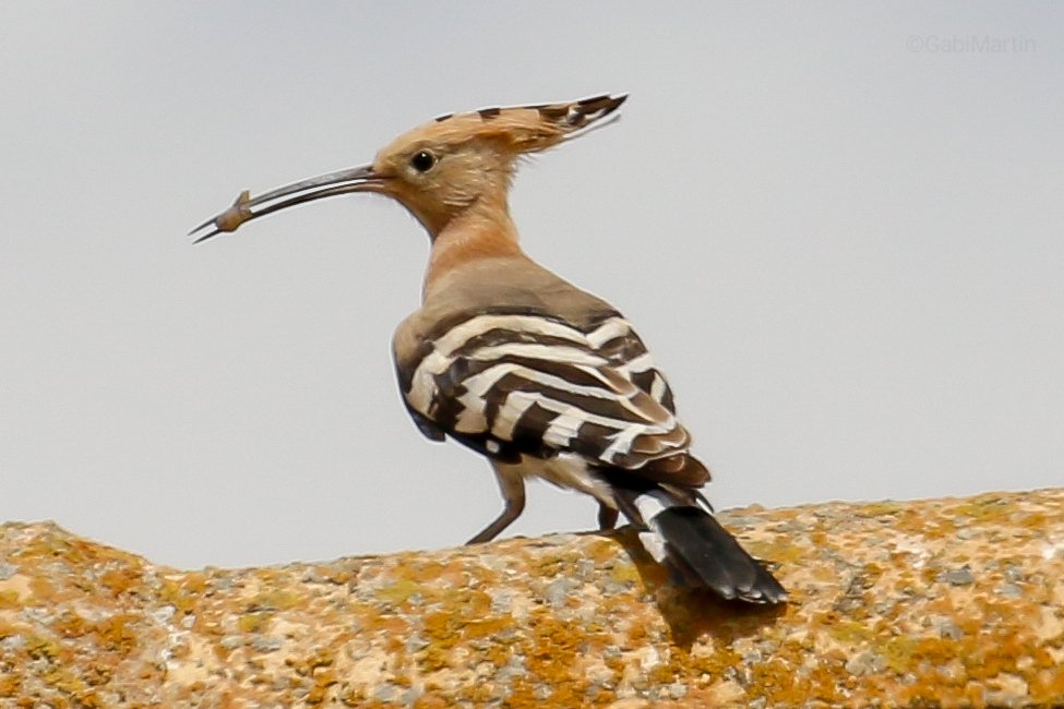 Abubilla común con ceba para sus polluelos. La foto es del año pasado, ahora mismo (abril) estarán en una fase anterior del ciclo reproductor.
\Upupa epops\