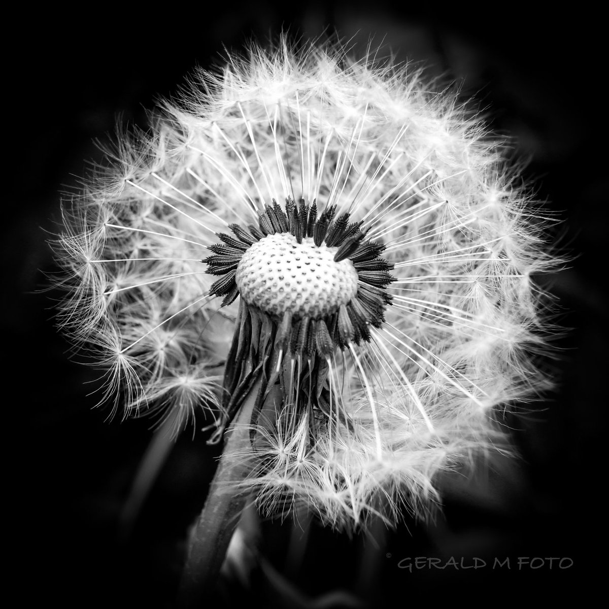 [ Weekend 15 ] Good morning frens of #bnw_macro ☀️let's continue with another little photography challenge 📷: Please QP⬇️ your close-up/macro shot of 'everything dandelion related' 🌼 (with or without insect 😉) and don’t forget hashtag #bnw_macro Happy weekend!