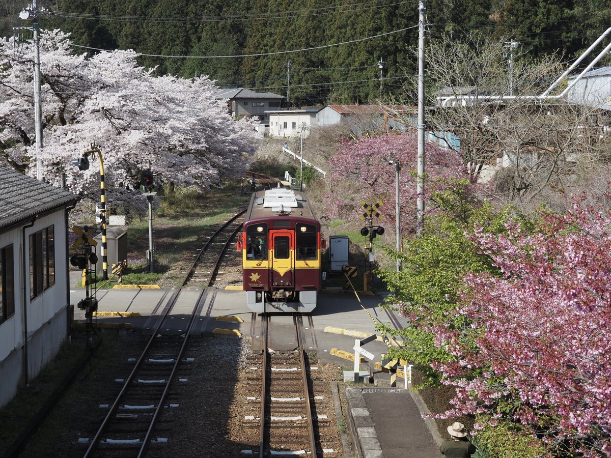 桜の中を走るわたらせ渓谷鐵道。
水沼駅(群馬県桐生市)は花を撮る方、車両を撮る方で賑わっていました。