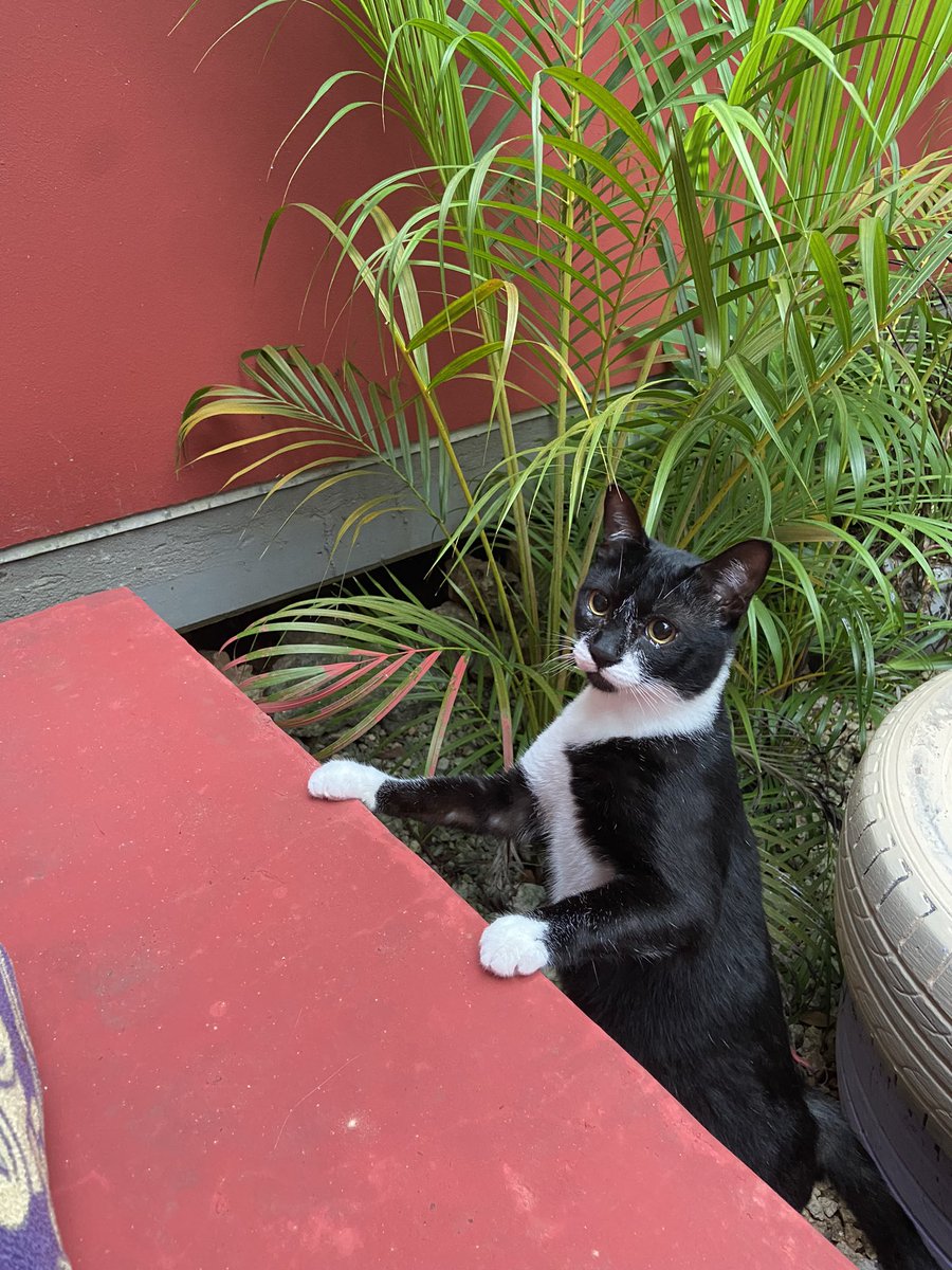 I am wherever my cat is. 🐈‍⬛

Me and Nono have recently relocated to <a href="/FumbaTown/">Fumba Town</a>.🌆

We’ve been having lots of fun. Meeting cool people from all over the world and going for a swim very often. (Okay the swimming part is just me not Nono). a 🪡🧵