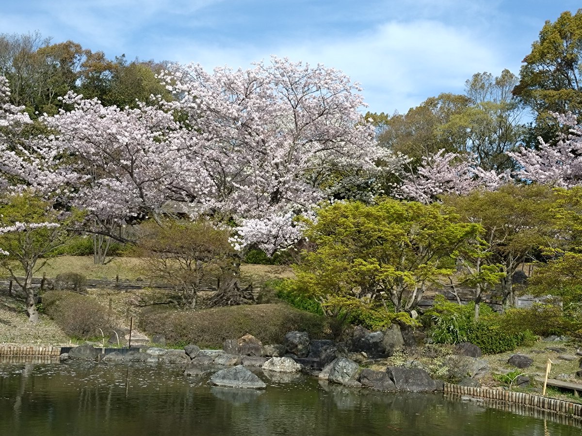 #しあわせの村 
#桜
#日本庭園 
しあわせの村の桜🌸満開、本当に綺麗だった、葉桜の所もあったので来週には散ってるかな