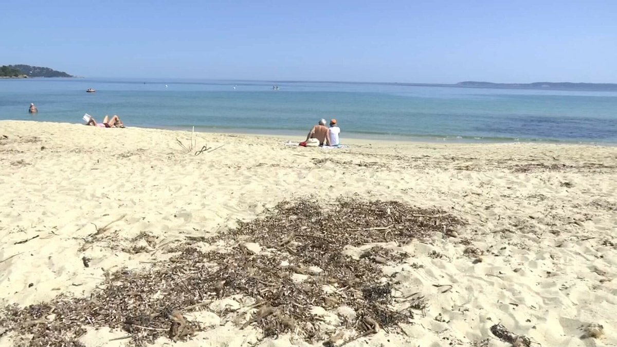 'Une grande chance': le maire du Lavandou signe une charte pour préserver la posidonie sur les plages l.bfmtv.com/MvnE