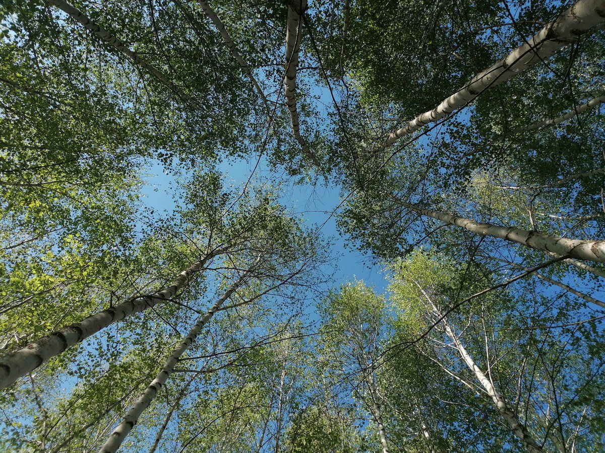 More hoopoes than you could shake a stick at in Prespa's lakeside forest this morning. Plus cuckoos, woodlarks, blackcaps, nightingales, black woodpeckers and wrynecks. A huge sonic feast laid out on a beautiful table of spring trees.