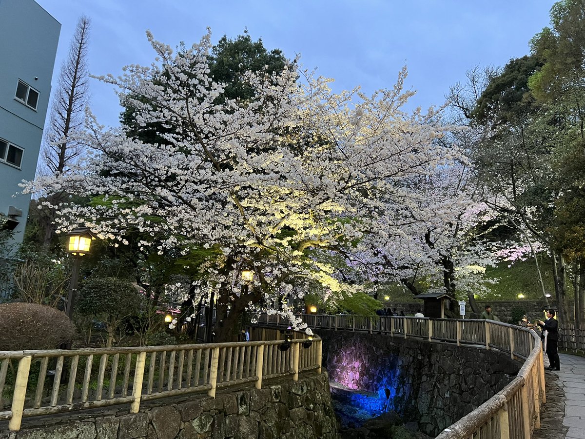 _Yuki_K_'s tweet photo. This year’s cherry blossoms https://t.co/E6ILHxZj75