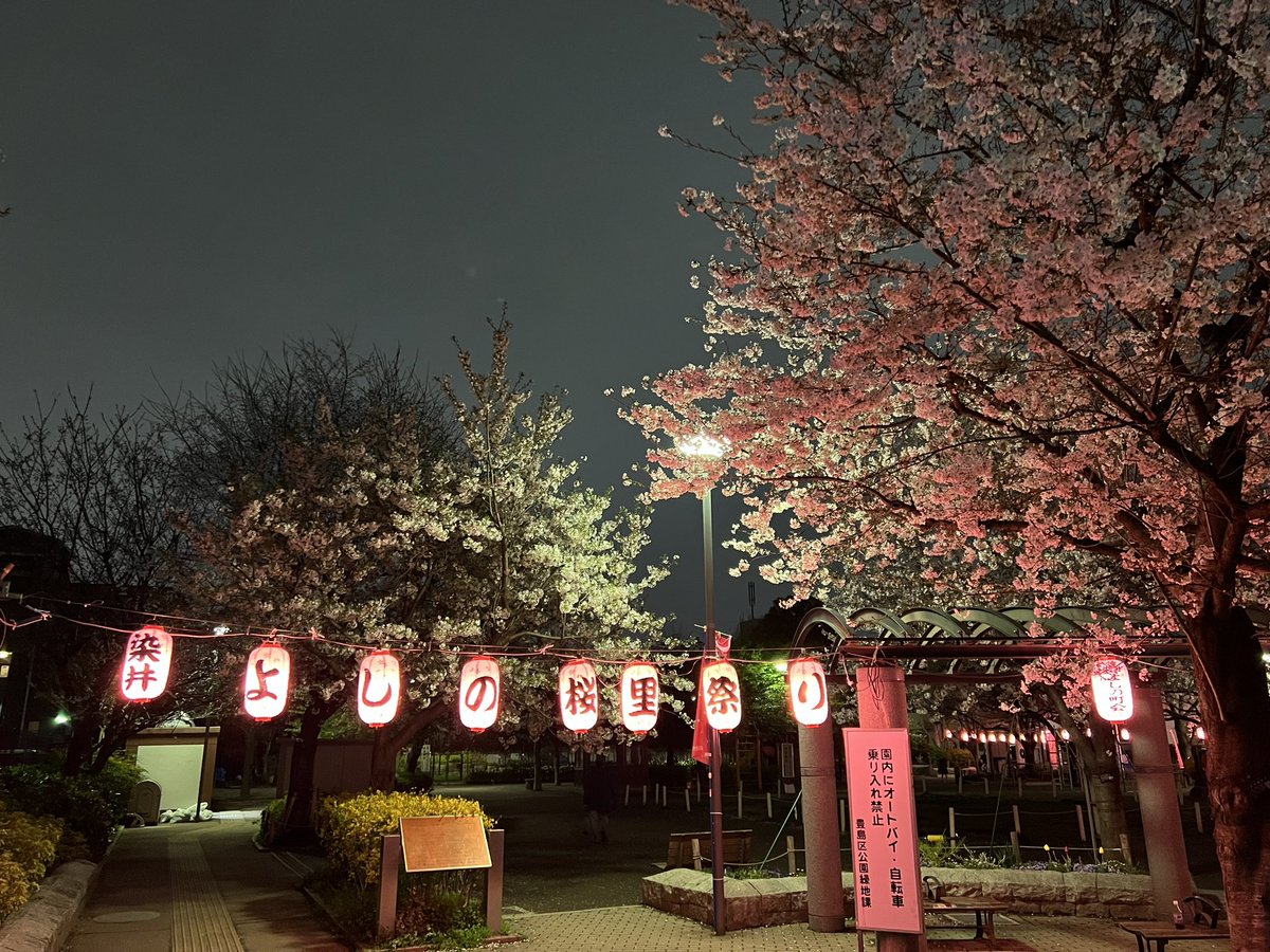 _Yuki_K_'s tweet photo. This year’s cherry blossoms https://t.co/E6ILHxZj75