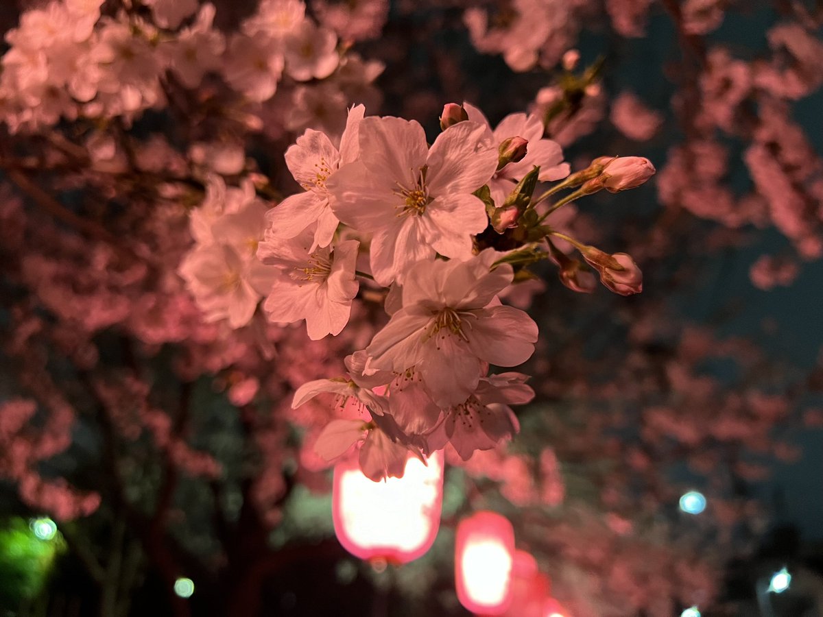 _Yuki_K_'s tweet photo. This year’s cherry blossoms https://t.co/E6ILHxZj75