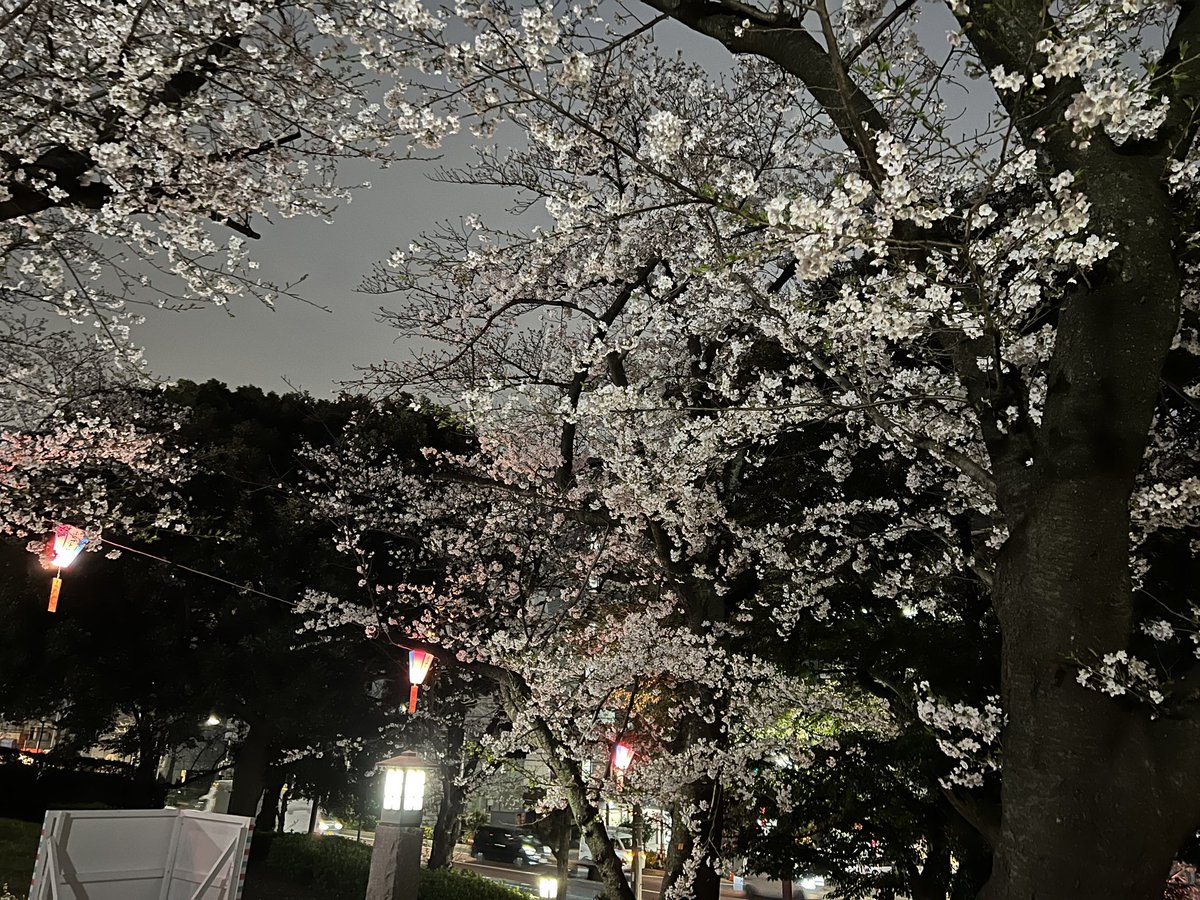 _Yuki_K_'s tweet photo. This year’s cherry blossoms https://t.co/E6ILHxZj75