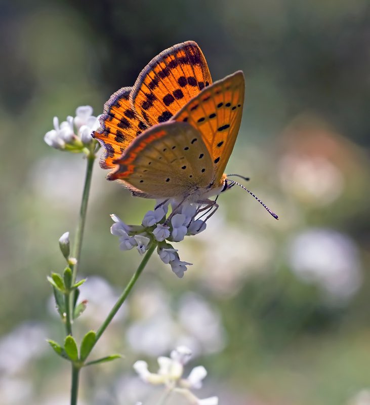 Our butterfly tour in Northern Greece continues to deliver some lovely early spring species for our guests, including Gruner's Orange-tip, Southern Festoon, Dalmatian Ringlet & Grecian Copper.