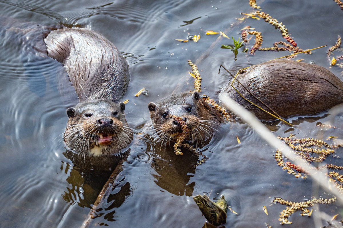 TrumpetBirder's tweet photo. An amazing couple of days in the Brecks… a confiding Bittern along the river edge at Lakenheath, two singing Firecrests competing, and the most extraordinarily inquisitive otters on the Little Ouse. Absolutely magic! @NorfolkWT @RSPBLakenheath @ChrisGPackham @BBCSpringwatch https://t.co/49Oujv6cjW