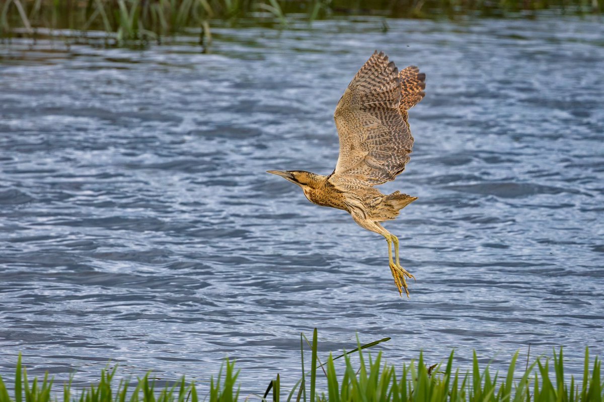 TrumpetBirder's tweet photo. An amazing couple of days in the Brecks… a confiding Bittern along the river edge at Lakenheath, two singing Firecrests competing, and the most extraordinarily inquisitive otters on the Little Ouse. Absolutely magic! @NorfolkWT @RSPBLakenheath @ChrisGPackham @BBCSpringwatch https://t.co/49Oujv6cjW