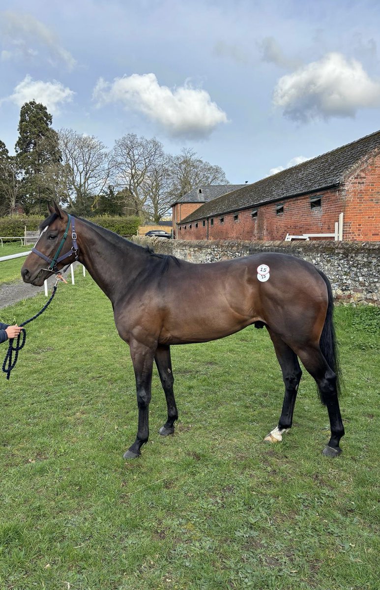 PompeyVentures's tweet photo. ‼️GRAND NATIONAL COMPETITION‼️

Win a FREE 2.5% ownership share in our newest @Tattersalls1766 purchase: MULCIBER.

In training with @dylancunha_uk 

No hidden future costs &amp; free to enter👇🏻 https://t.co/Xf1X4PK5tu
