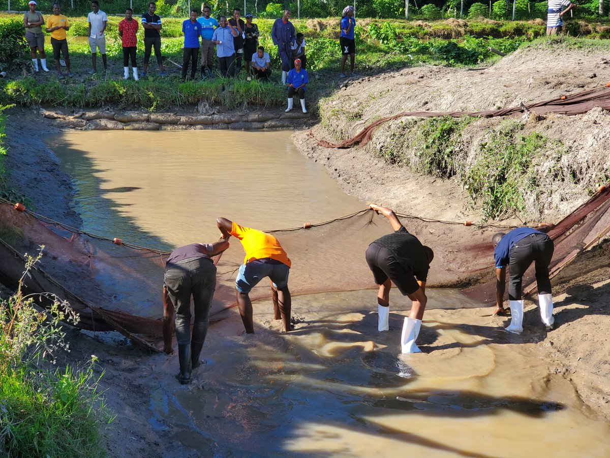 Students seining through the catfish pond to capture the brood stock
@BwanikaGladys @JNattabi @ProfNawangwe @HellenAdoa @MakCona