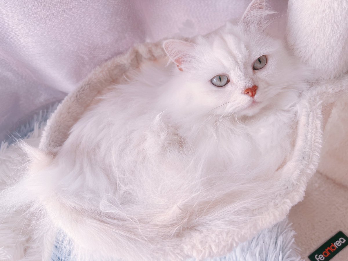 haruelroom's tweet photo. もふくん https://t.co/9yZcxgadQa