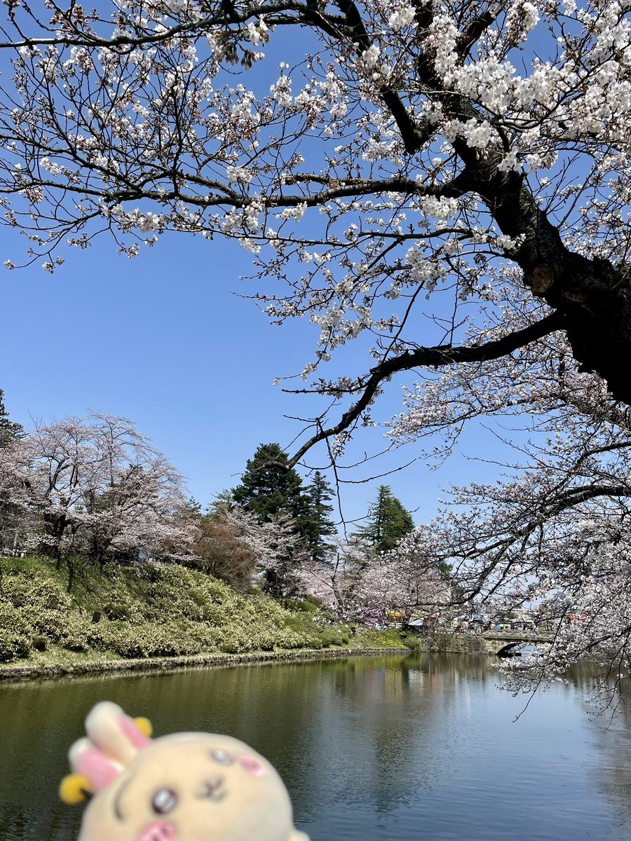 上杉神社の桜は3分咲きくらい🌸🌸
ぽかぽか〜💓💓

#桜  #上杉神社