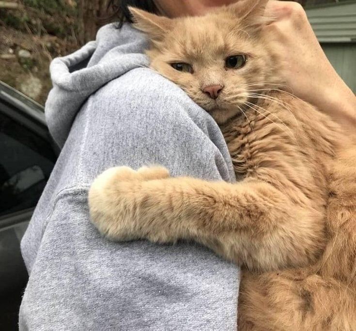 Big cuddles for #Caturday ❤️🌈 #cats #CatsofTwittter #CatsLover