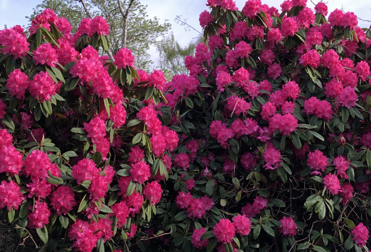 The rhododendrons in ⁦@DulwichPark⁩ are starting to flower in the warm weather. Further work is intended to restore them to their former glory.