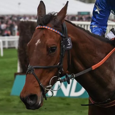 Animal Adoptions UK 🐕🦺🐈🐎❤️ (@adoptionsuk) on Twitter photo Please retweet, 2 horses died at <a href="/AintreeRaces/">Aintree Racecourse</a> LADIES DAY, yesterday #UK
A total of 65 horses have now died at Aintree since 2000.
Pikar passed away following a fall at the second last hurdle in the last race of the day
Giovinco fell at the last hurdle and broke his neck. Please retweet, 2 horses died at <a href="/AintreeRaces/">Aintree Racecourse</a> LADIES DAY, yesterday #UK
A total of 65 horses have now died at Aintree since 2000.
Pikar passed away following a fall at the second last hurdle in the last race of the day
Giovinco fell at the last hurdle and broke his neck.