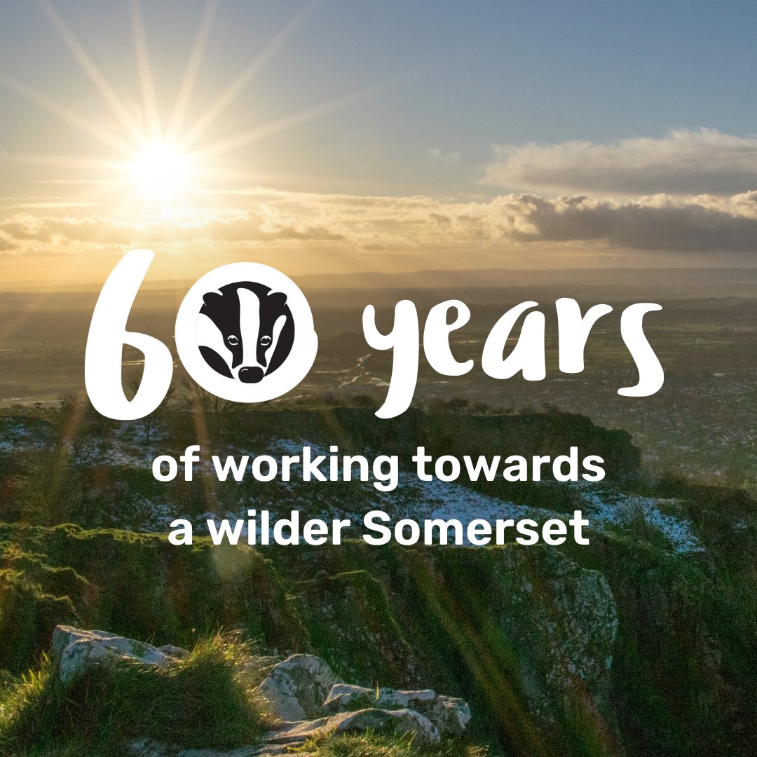 We're celebrating our 60th anniversary this year! 🥳 We have lots of exciting events and projects coming up to celebrate 60 years of working towards a wilder Somerset! See what we've got planned: somersetwildlife.org/60th-anniversa… #60YearsOfSWT #Somerset #Charity #Wildlife
