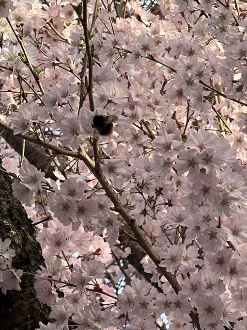 桜にマルハナバチきてた
かわかわ 