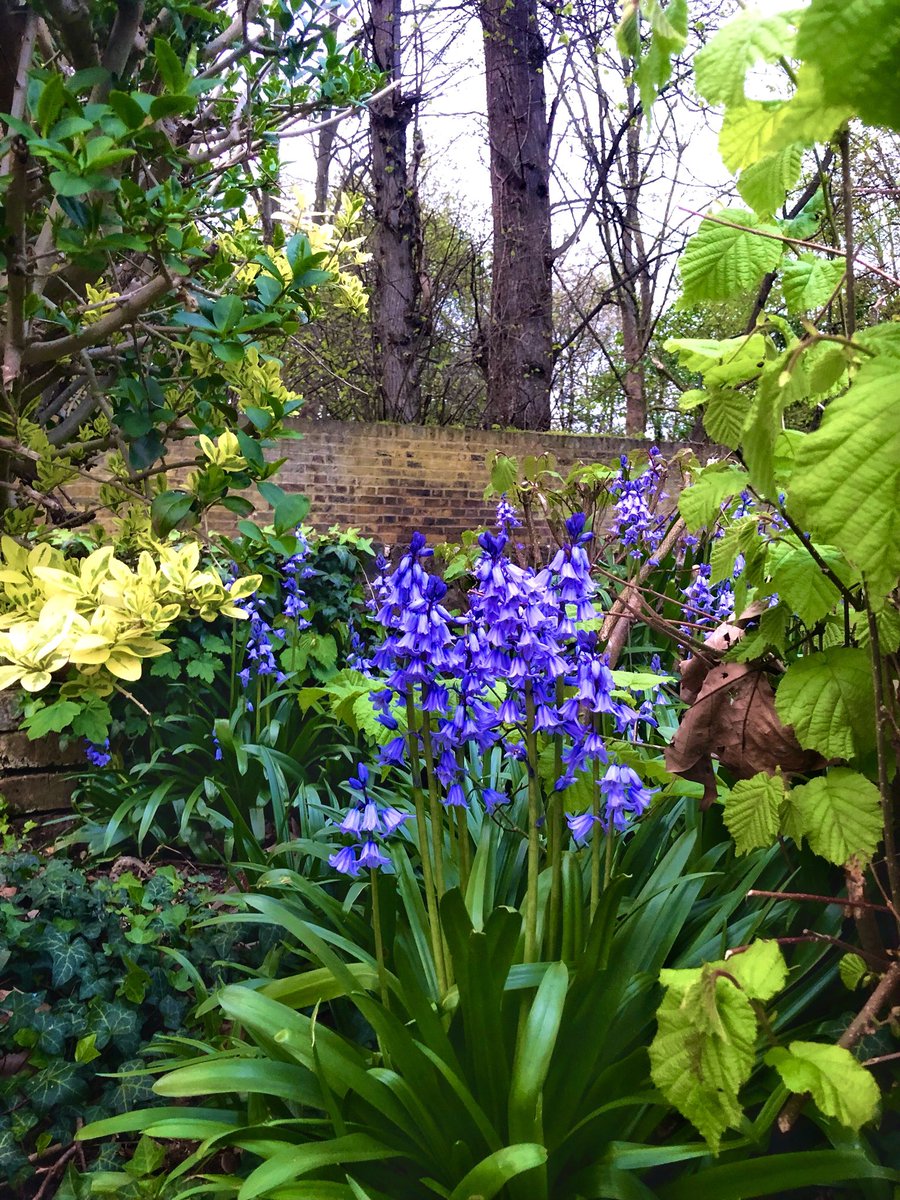 Good morning from Twickenham. 

I spotted these stunning bluebells at Orleans House Gardens last evening.  

Would love to know where you will come across these beautiful flowers this weekend. 

Post your photos here …