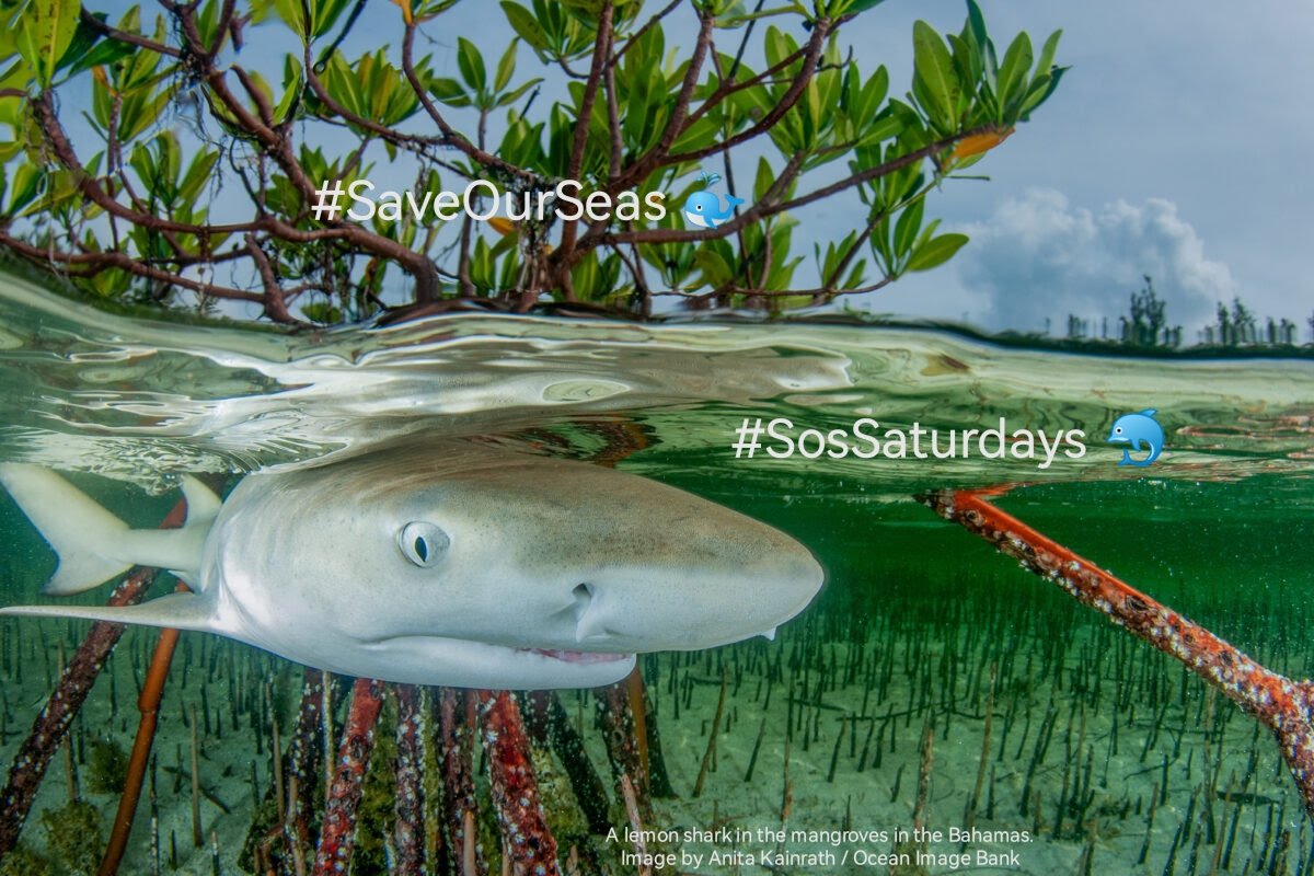 #SosSaturdays 🐳 Week 203

'New research shows that ocean temperatures are hotter than ever in the modern era due to human-driven global warming.'*

#SaveOurSeas 🐬

@SosSaturdays
@WorldOceansDay
@Greenpeac