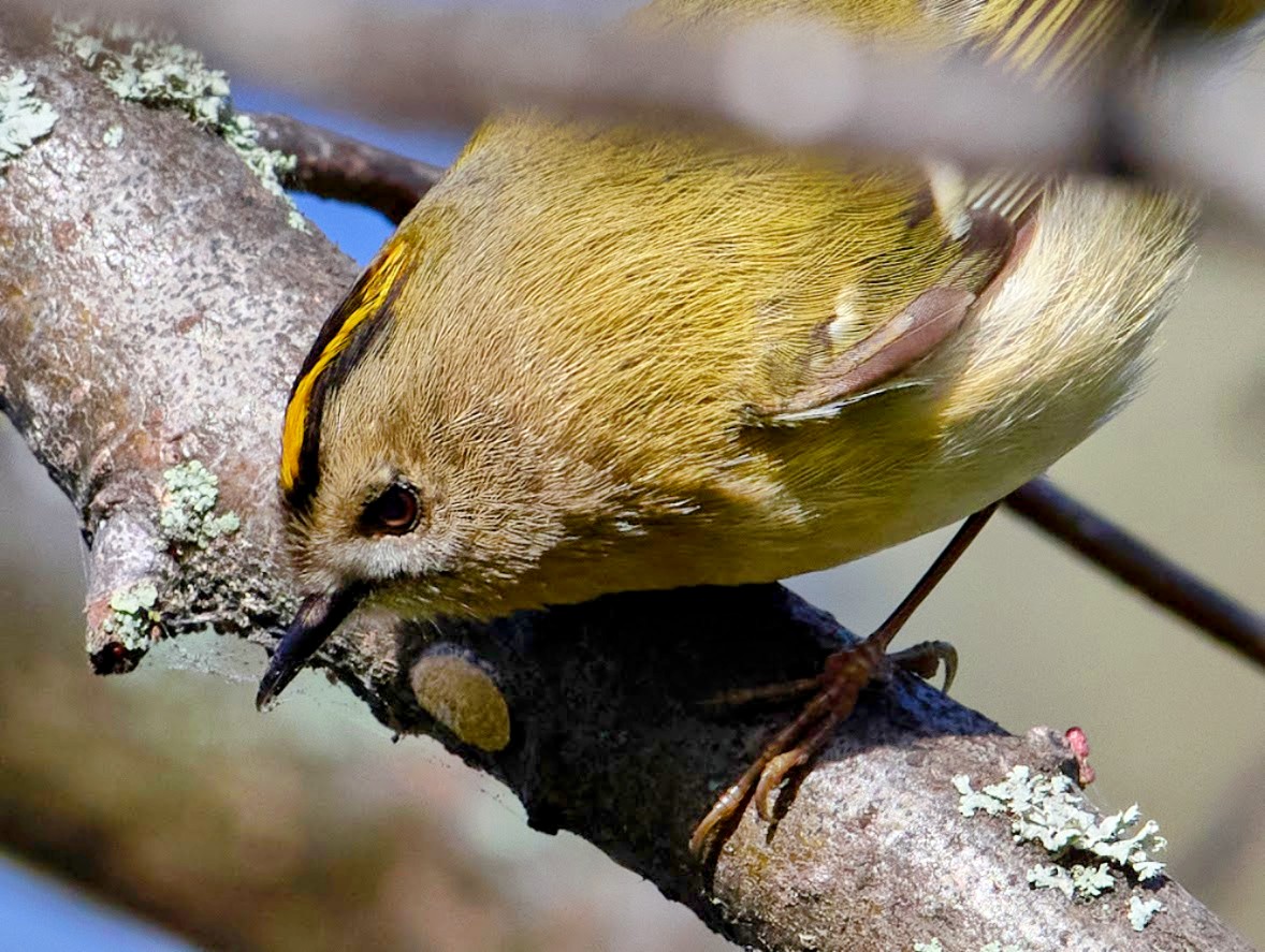 Goldcrest.