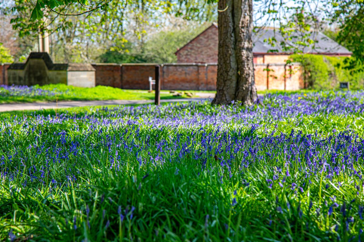 This #InternationalPlantAppreciationDay we celebrating the bluebell. Well-known at Clumber, they are an ancient woodland indicator and a great pollen source for bees & butterflies. Spot them now by the war memorial in Hardwick village. Image: Steve Bradley #ClumberPark #bluebell