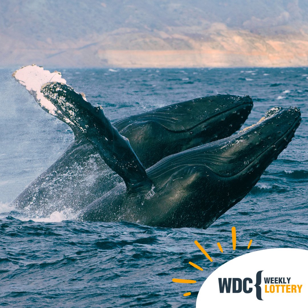 Are you playing the WDC Weekly Lottery? With great prizes to be won every week, you help to protect whales & dolphins & win big in the process! It's a win-win situation. Play today & help create a world where every whale an dolphin is safe & free 👉 ow.ly/c3mH50Rc0R2