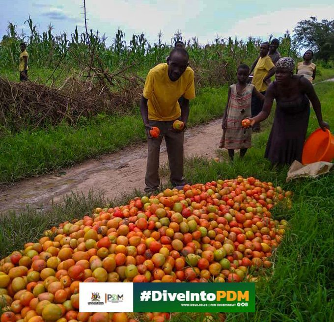 In Kalagala, Mr. Wamala Daniel got 1 million. His harvest shows how smart investments can bring success through PDM projects. #UgMoving4wd #UgandaCensus2024