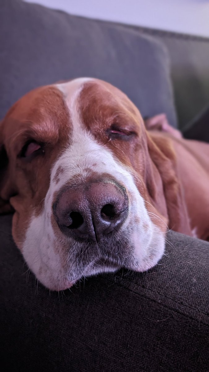 LizUps's tweet photo. @Phil_Sledge @GoPro @CanonUKandIE My Harvey https://t.co/1vTT1IJlmv