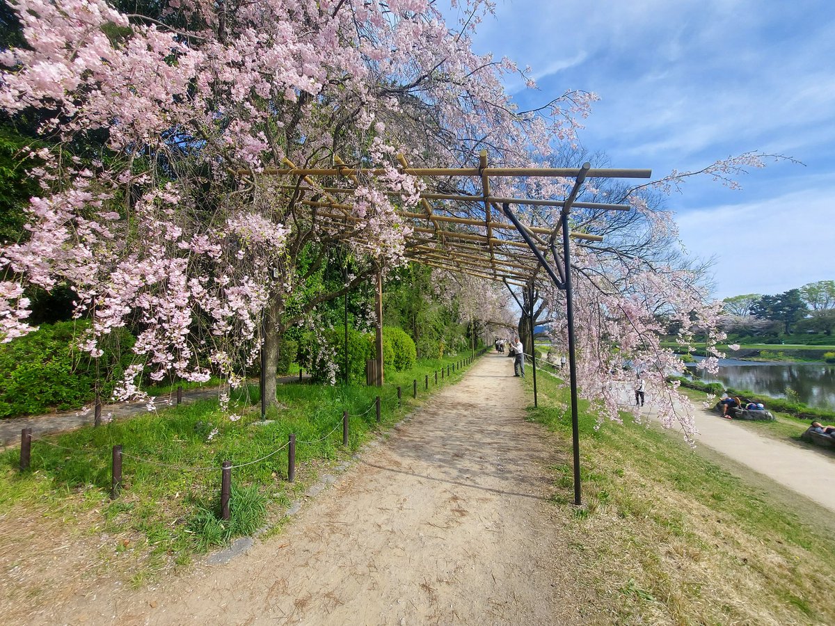 京都、鴨川沿いの並木の道。散り始めだったが、今年初めてゆっくり桜を眺めた。