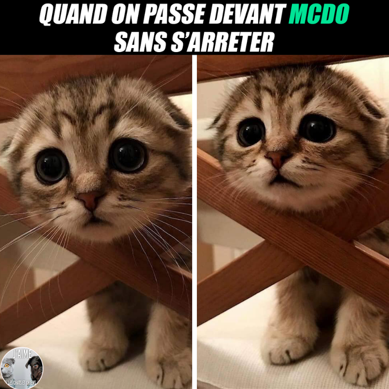 😂🤣😂😋 #chat #chats #chaton #chatons #funnycat #funnycats #felin #gato #gatos #gatto #minet #bouledepoil #kitten #kitty #mdr #lol #marrant #humourchat #humourchats #chatdrole #katze #rigolo #marrant