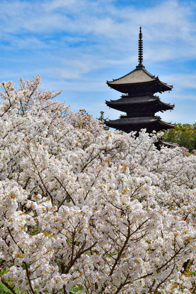 AaaMamix's tweet photo. 京都　仁和寺
御室花まつり🌸

御室桜と五重塔

2024.4.13

#仁和寺 #御室桜 #御室桜と五重塔
#ニコンd5300 #nikon #写真 #photo
#ファインダー越しの私の世界 https://t.co/EFMKzCLkiH