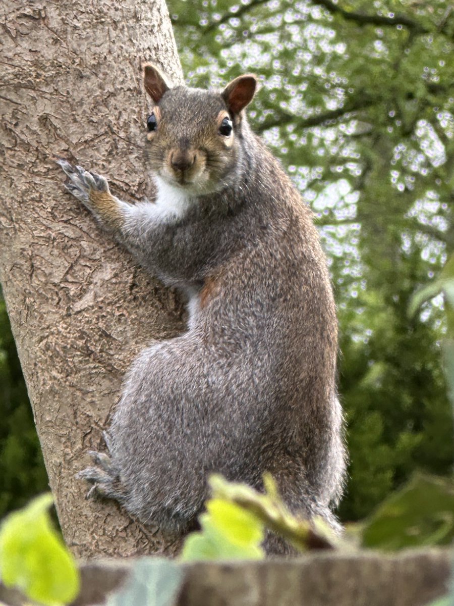 A change from horses but I couldn’t resist a quick pic of this cheeky guy eyeballing me this morning!