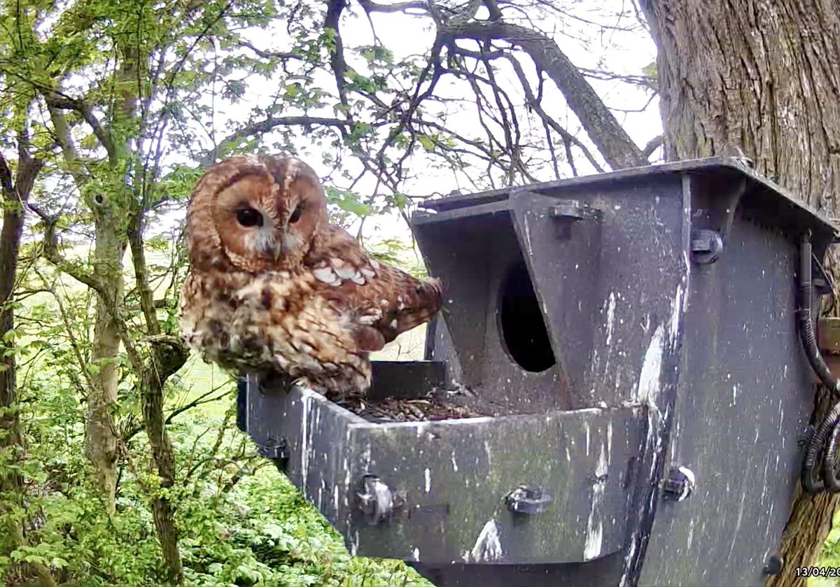 Daylight tawny anyone? 💚🦉 #tawnyowl #owl @BarnOwlCentre