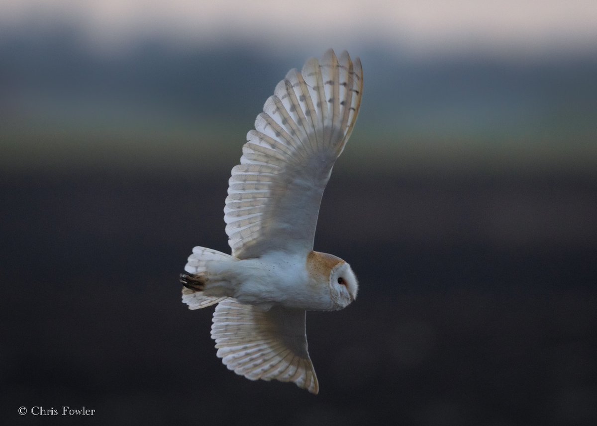 Finally, after what feels like an eternity, I managed to photograph a barn owl this morning.🙂