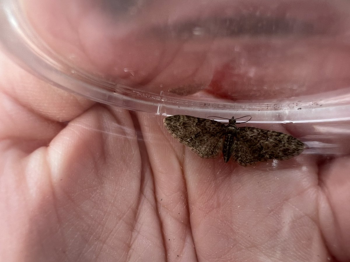 Go Wild Scotland Ranger tweet media